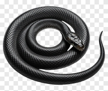 Black Snake Coiled In A Natural Pose PNG