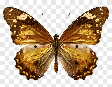 Butterfly With Golden Wings PNG