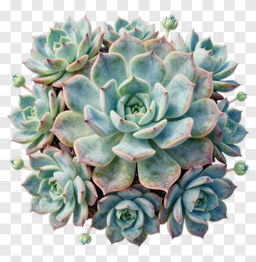 Succulent Plant Arrangement PNG