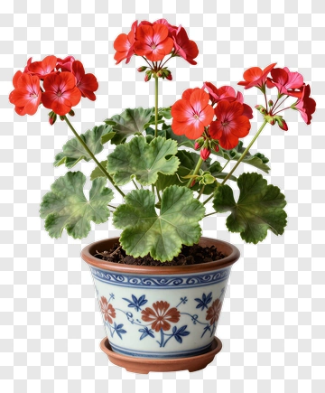 Potted Geranium Plant With Red Flowers PNG