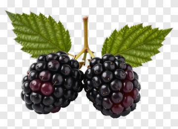 Blackberries On A Branch PNG