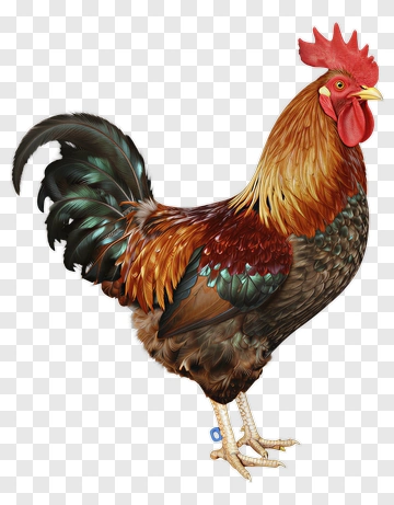 Colorful Rooster Standing Proudly PNG
