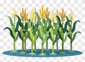Corn Plants With Ears And Tassels PNG
