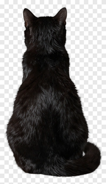 Black Cat Sitting PNG