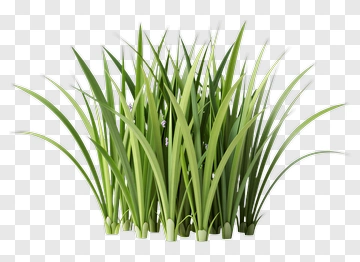 Realistic Grass Patch PNG