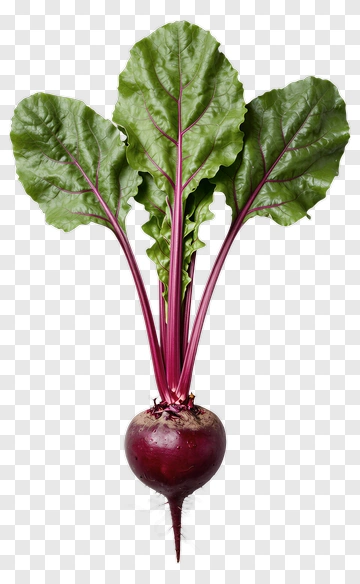 Beetroot With Green Leaves PNG