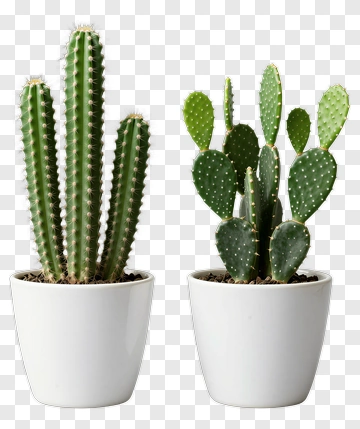 Cactus Plants In White Pots PNG