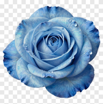 Blue Rose With Water Droplets PNG