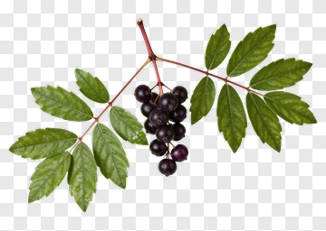 Black Currant Branch With Leaves PNG