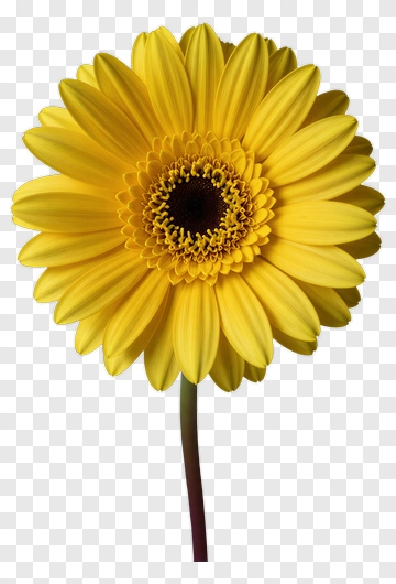 Yellow Gerbera Daisy Flower PNG