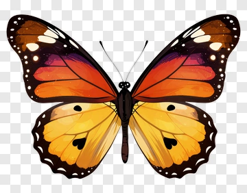 Colorful Butterfly PNG