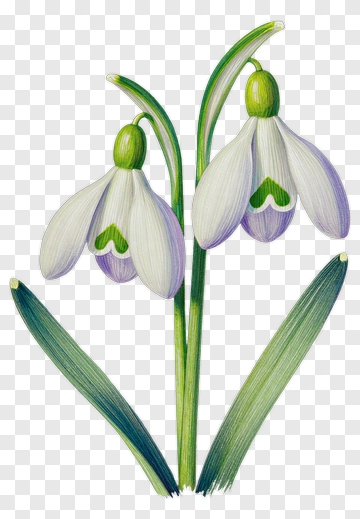 Snowdrop Flower With Green Leaves PNG