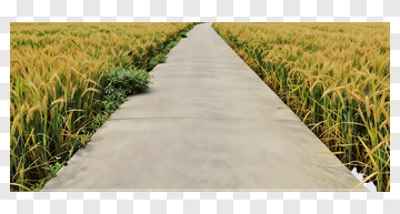 Path Through Golden Rice Field PNG