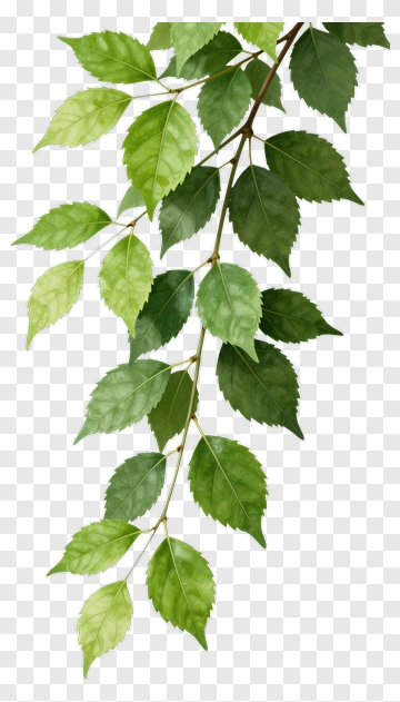 Green Leaf Branch PNG