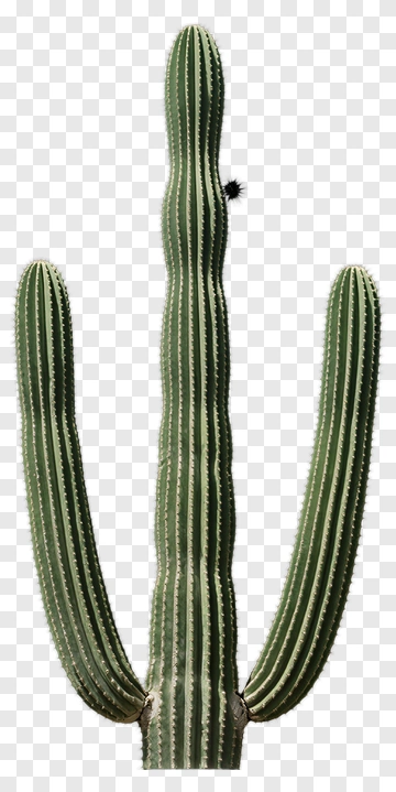 Saguaro Cactus PNG