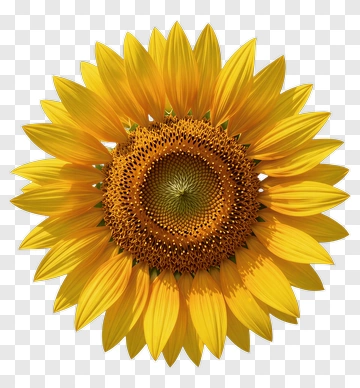 Sunflower With Bright Yellow Petals PNG