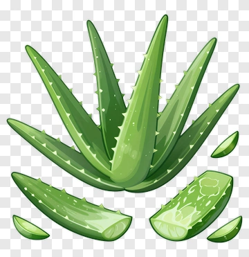 Aloe Vera Plant With Slices PNG