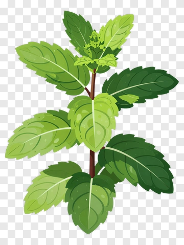 Mint Plant With Green Leaves PNG