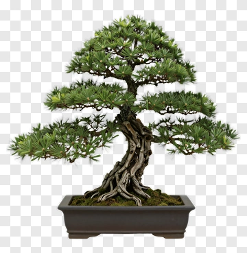 Bonsai Tree In A Pot PNG