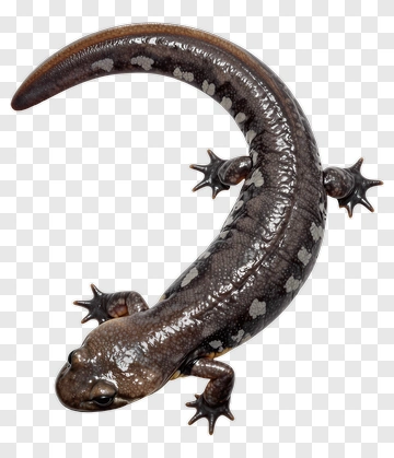 Salamander With Distinctive Spots PNG