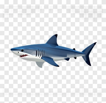 Cartoon Shark PNG