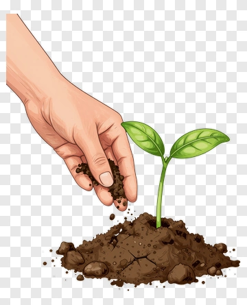 Hand Planting A Seedling In Soil PNG