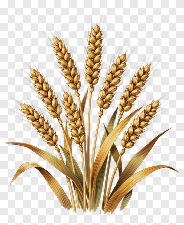 Wheat Plant With Golden Ears PNG