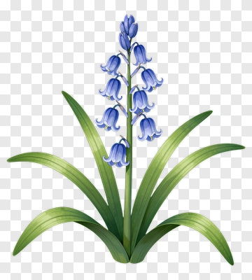 Bluebell Flower PNG