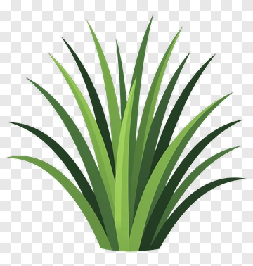 Green Grass Plant PNG