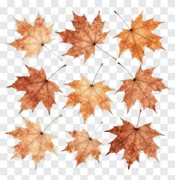 Autumn Maple Leaves PNG
