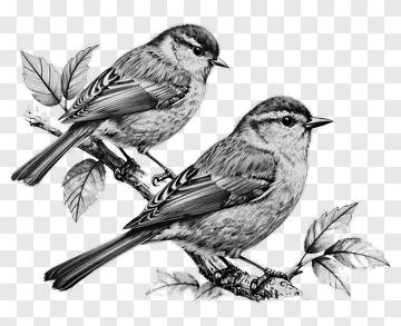 Illustration Of Two Birds On A Branch PNG