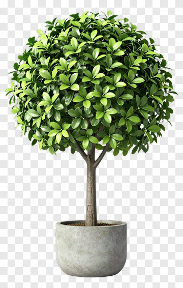 Potted Green Tree PNG