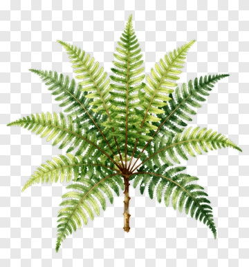 Green Fern Plant PNG