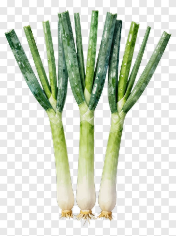 Fresh Green Onions PNG