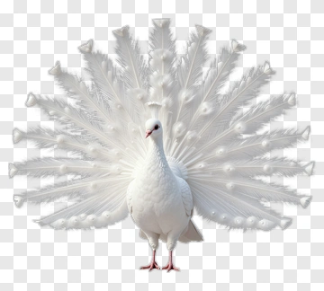 White Peacock Displaying Its Feathers PNG