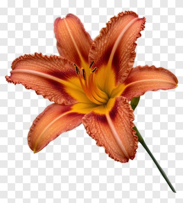 Orange Lily Flower PNG