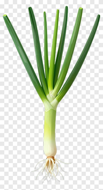 Fresh Green Onion PNG