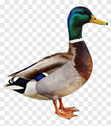 Mallard Duck Standing PNG