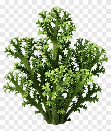 Green Coral Plant PNG