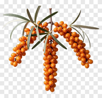 Sea Buckthorn Berries On Branch PNG