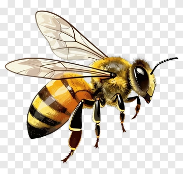Realistic Honey Bee With Detailed Wings PNG