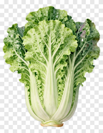 Fresh Green Lettuce PNG