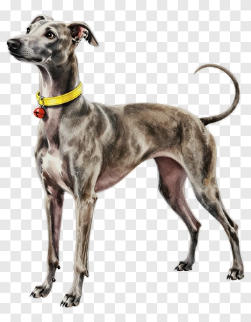 Gray Italian Greyhound Standing Proudly PNG