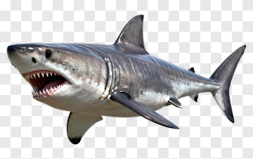 Realistic Shark Swimming In Water PNG