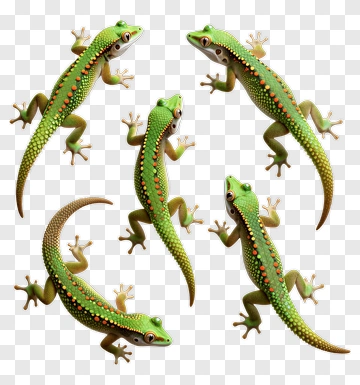 Colorful Gecko Collection PNG