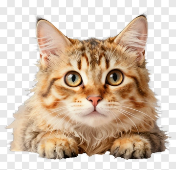 Realistic Cat With Striped Fur PNG