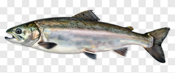 Realistic Salmon Fish PNG