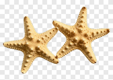 Starfish Pair PNG