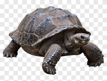 Realistic Turtle PNG