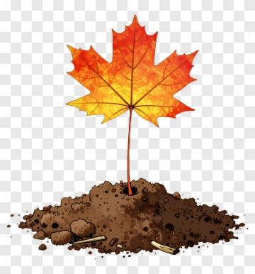 Cartoon Maple Leaf Growing From Soil PNG